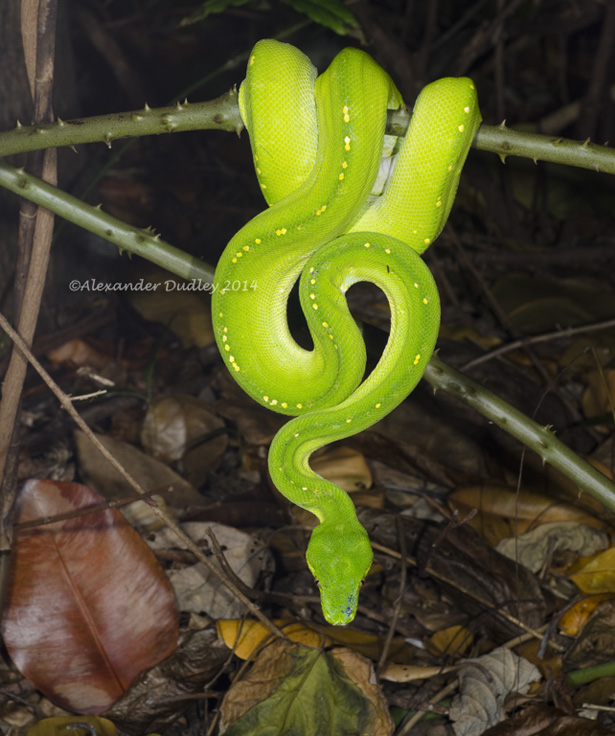 Green Python, Morelia viridis