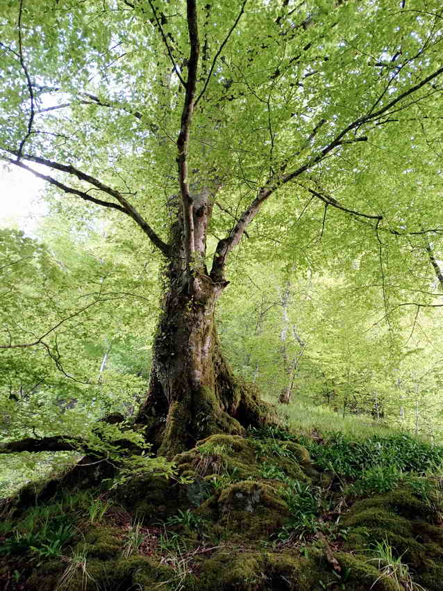 Le htre du Roumendares plant dans le roc