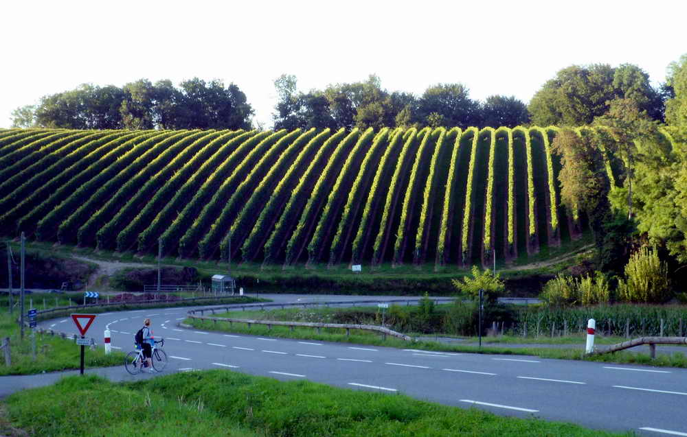 Les vignes de Cardesse 