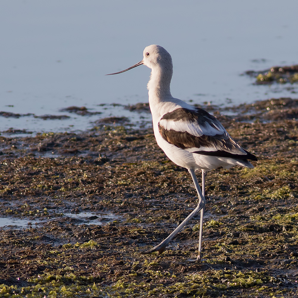 Avocette dAmrique<br/>American Avocet