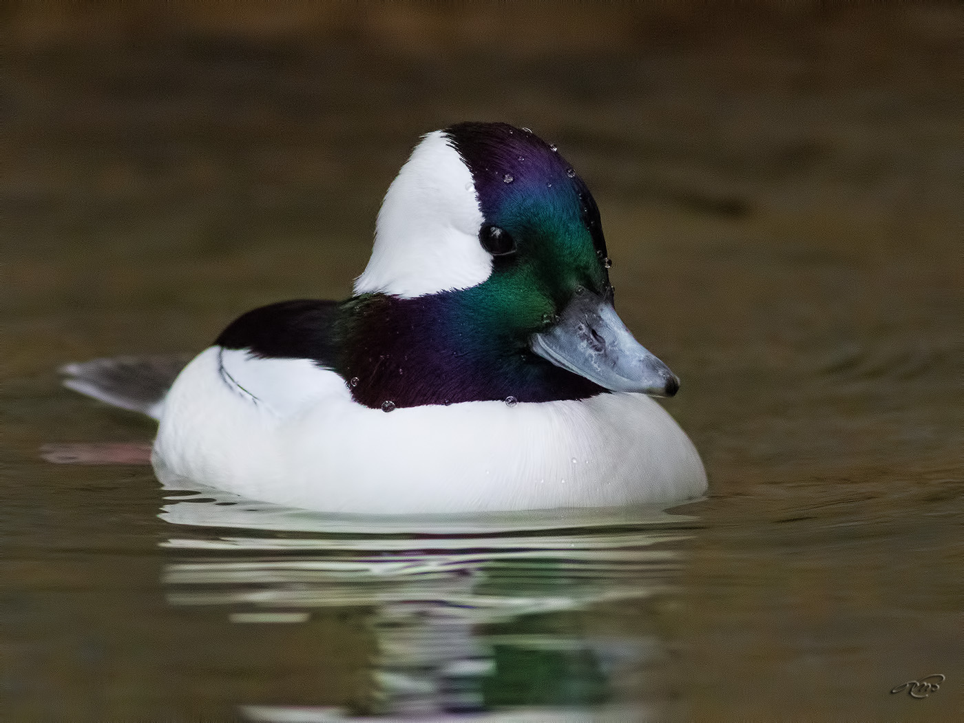 Petit Garrot<br/>Bufflehead