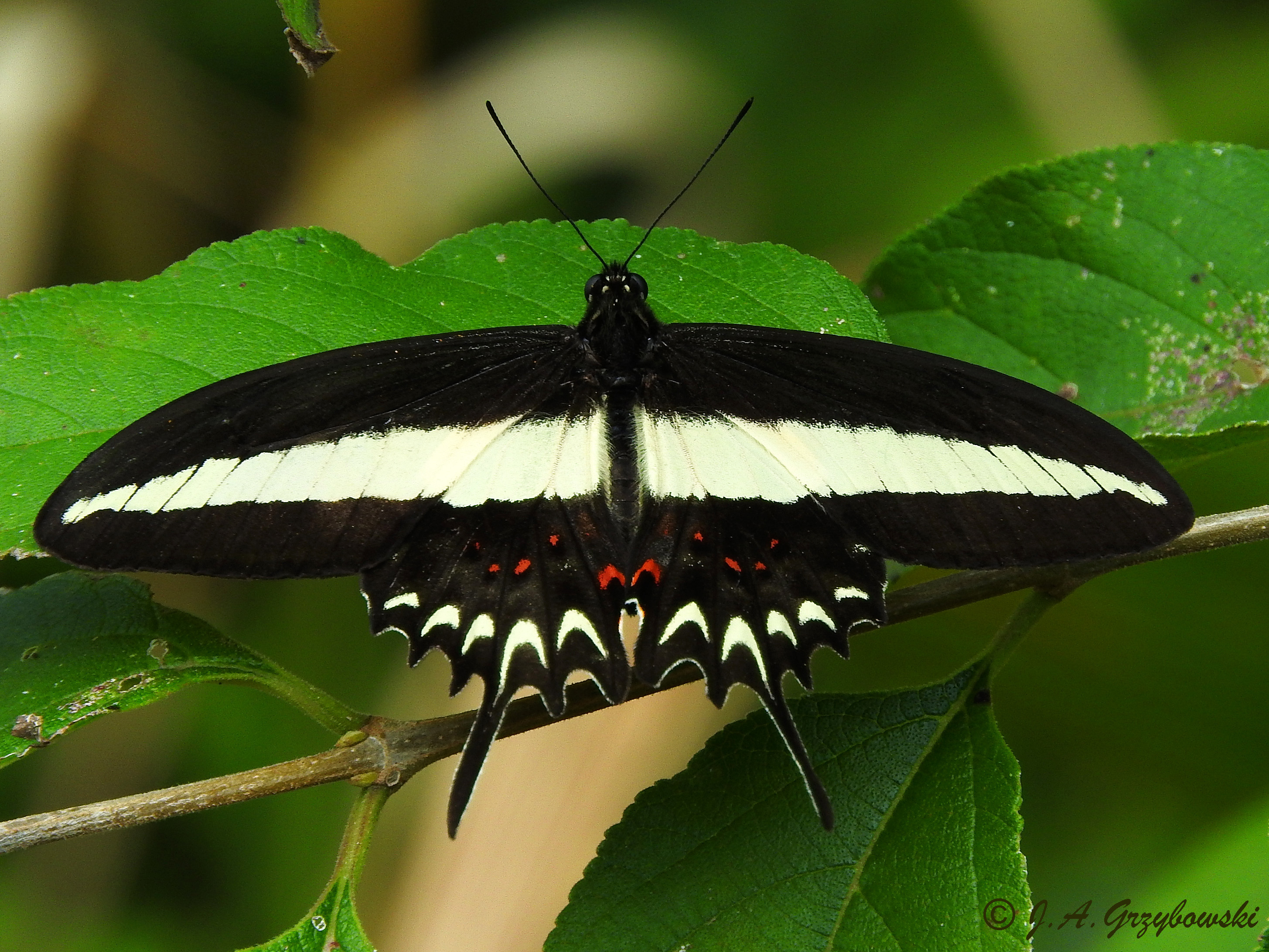 Hectors Swallowtail (Papilio hectorides)
