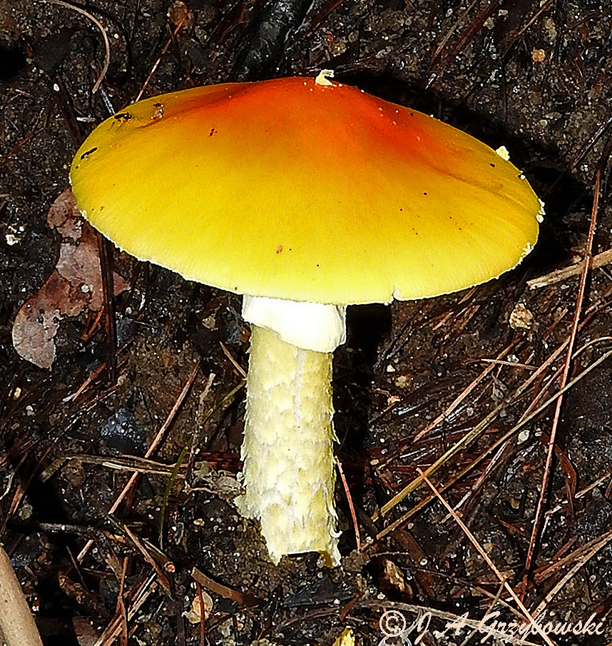 mushroom