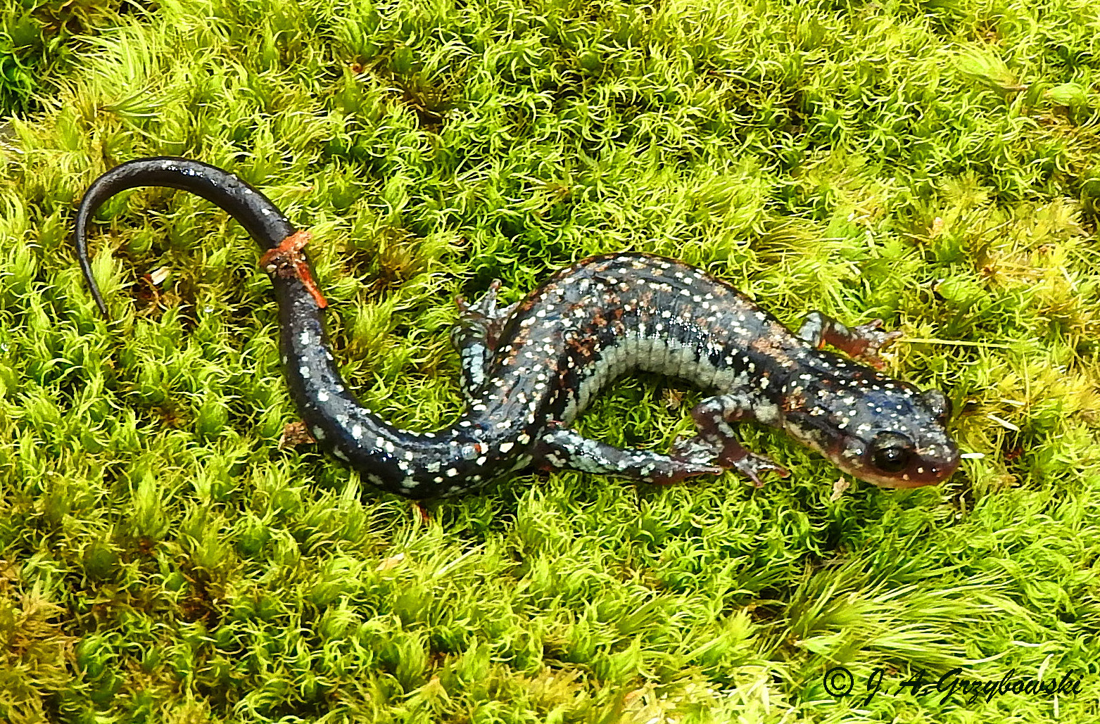 Rich Mountain Salamander (Plethodon ouachitae)