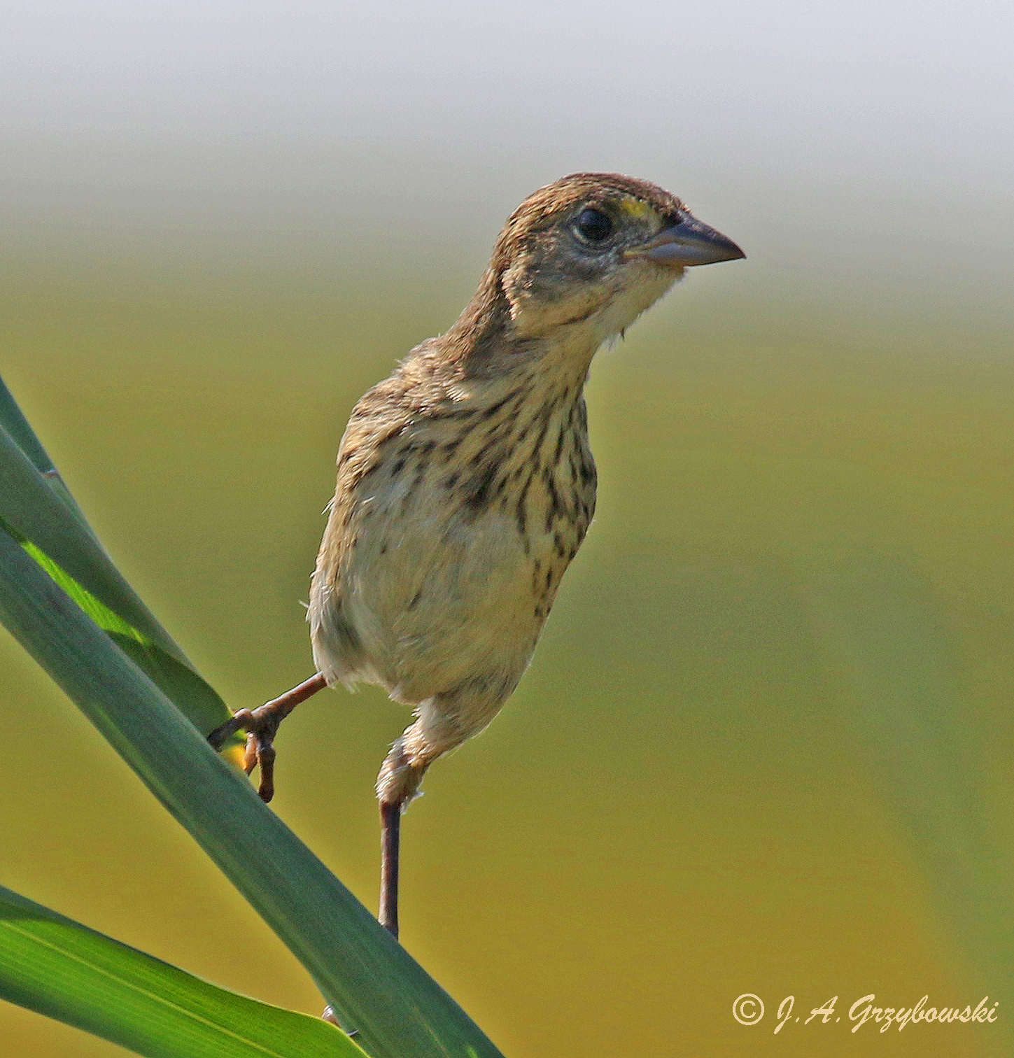 Seaside Sparrow--juvenile