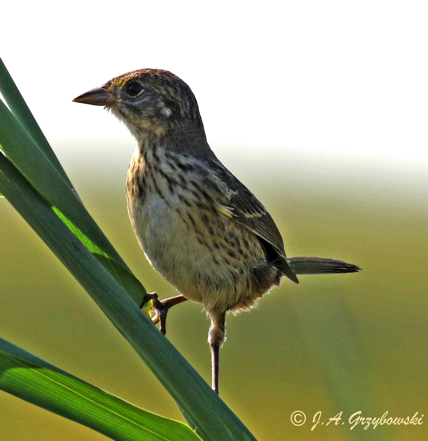 Seaside Sparrow--juvenile