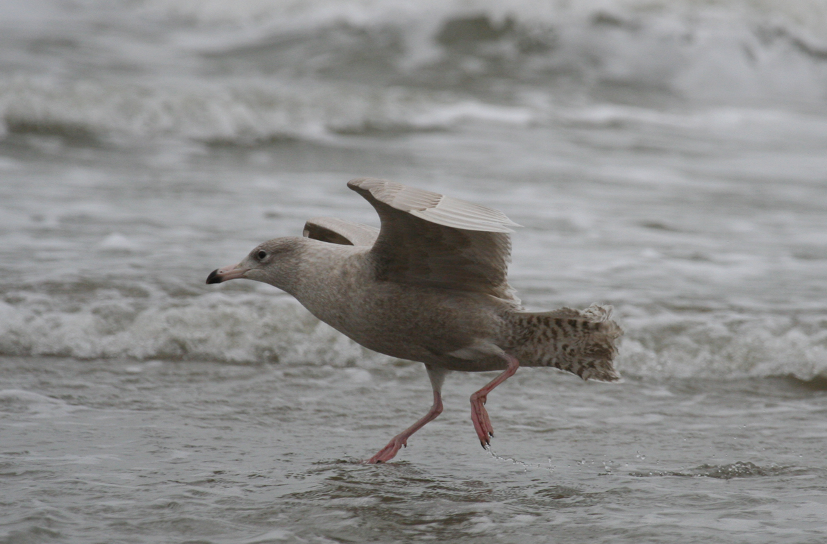 Glaucus Gull (Larus hyperboreus) 2nd Calendar Year - Berkheide - strand