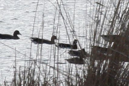 Red-breasted Goose (Branta ruficollis) Czech Republic - Sedlec u Mikulova - Lednické rybníky