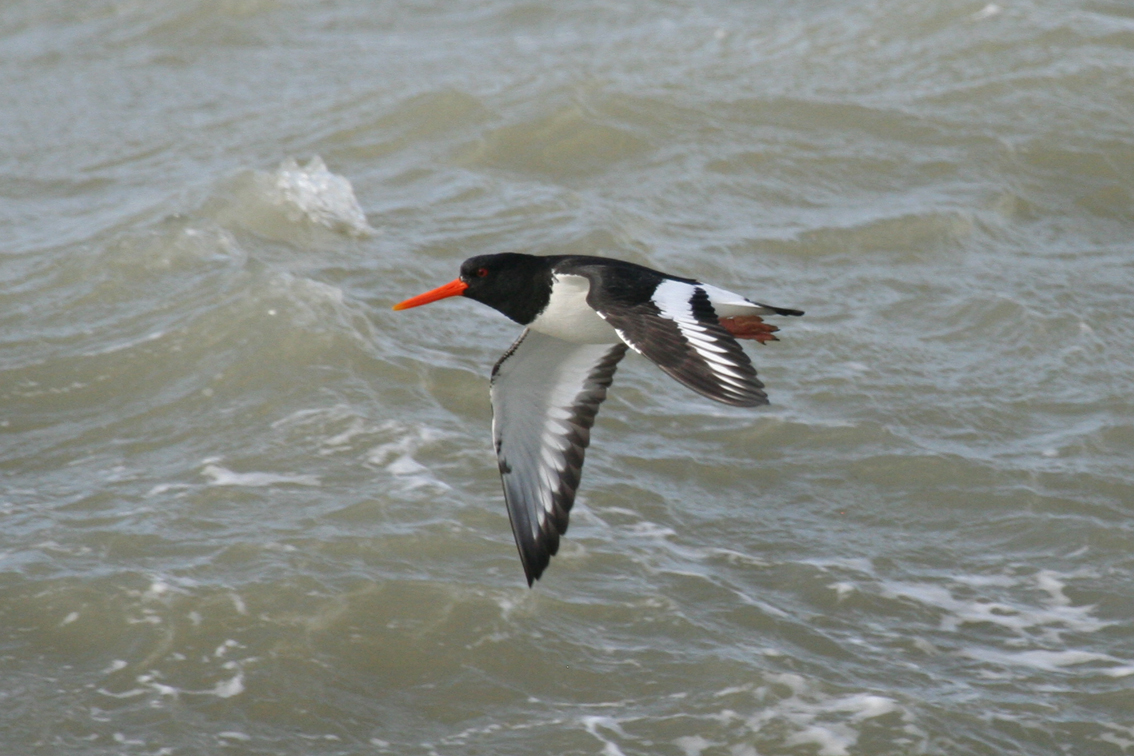 Eurasian Oystercatcher (Haematopus ostralegus) Brouwersdam