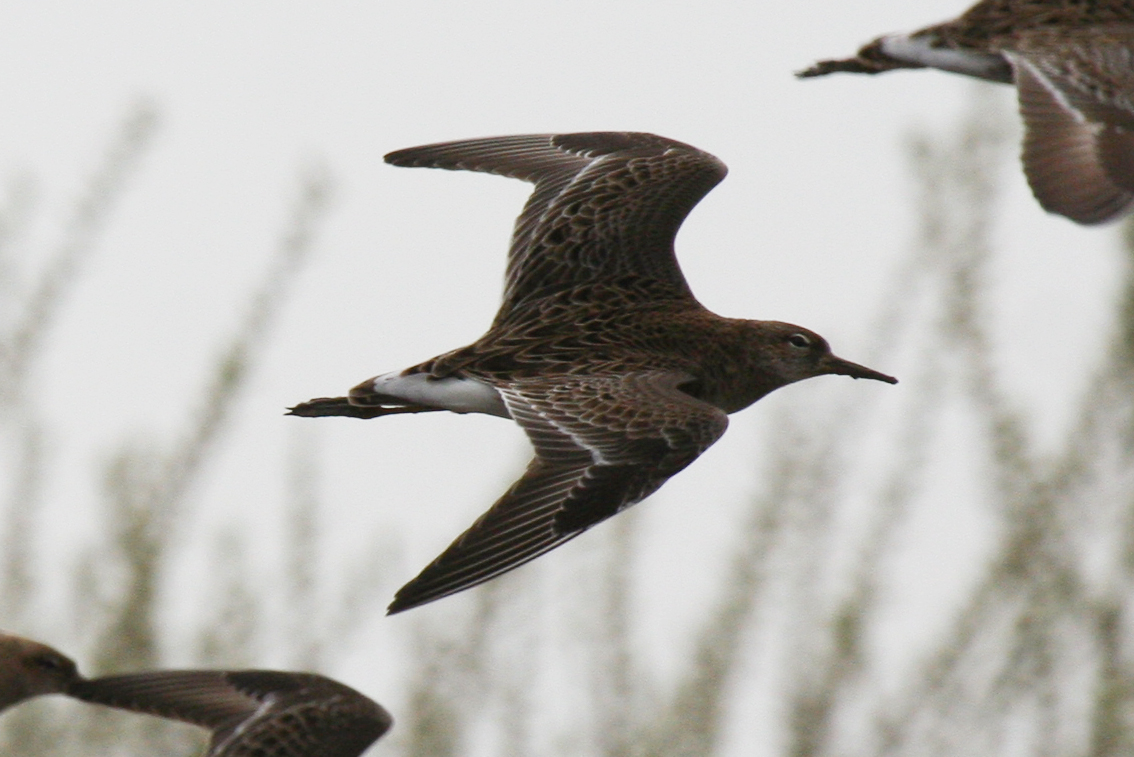 Ruff (Philomachus pugnax) Nieuwendijk (ZH) - Tiendgorzen 