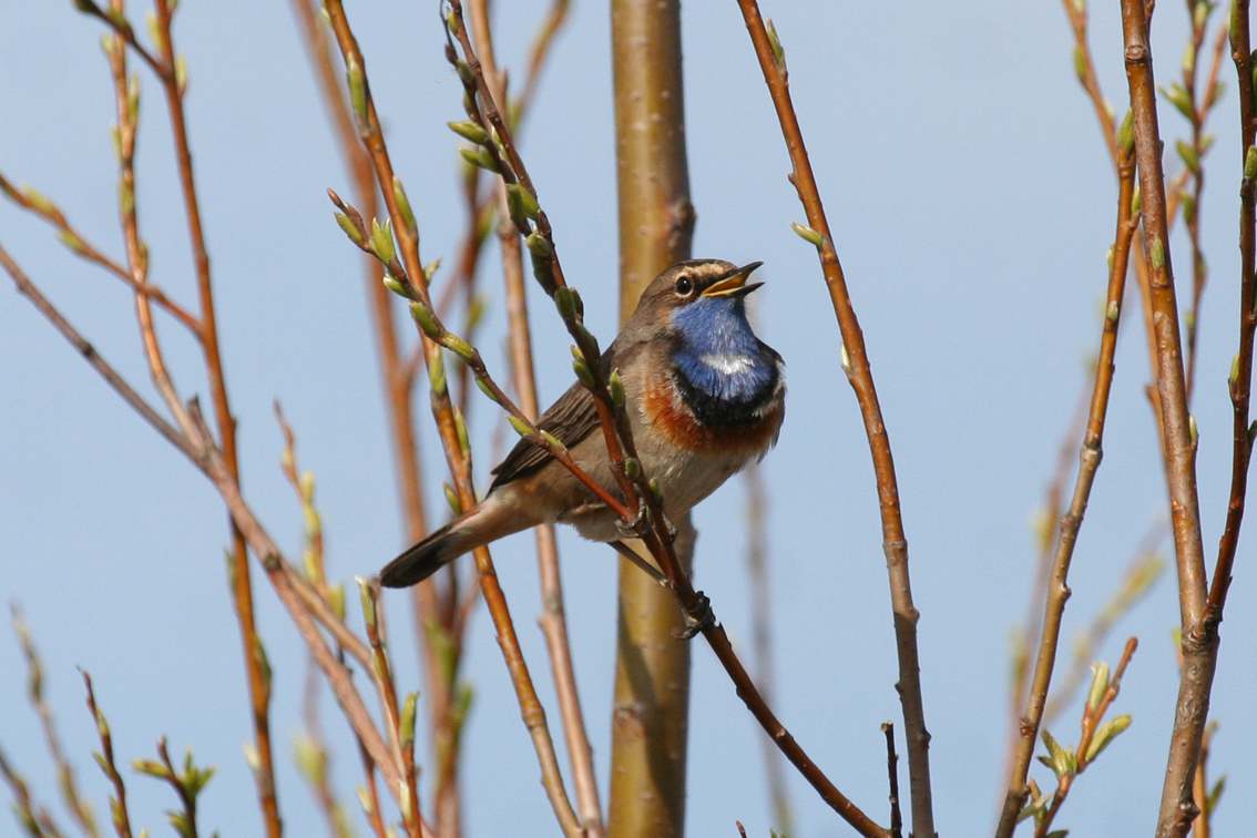 Bluethroat (Luscinia svecica) Tiengemeten - Weelde