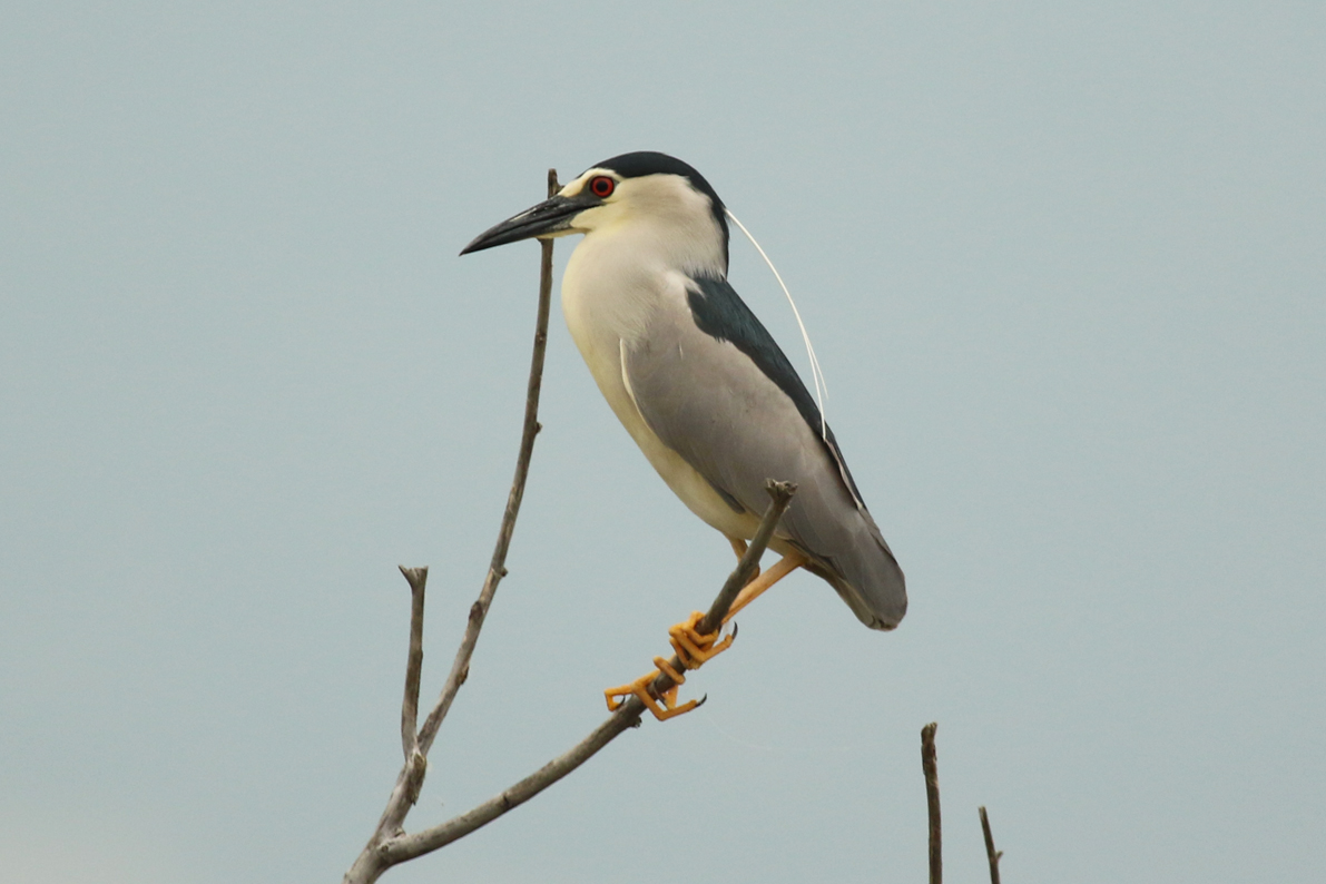 Black-crowned Night Heron (Nycticorax nycticorax nycticorax) Greece - Central Macedonia - Lake Kerkini