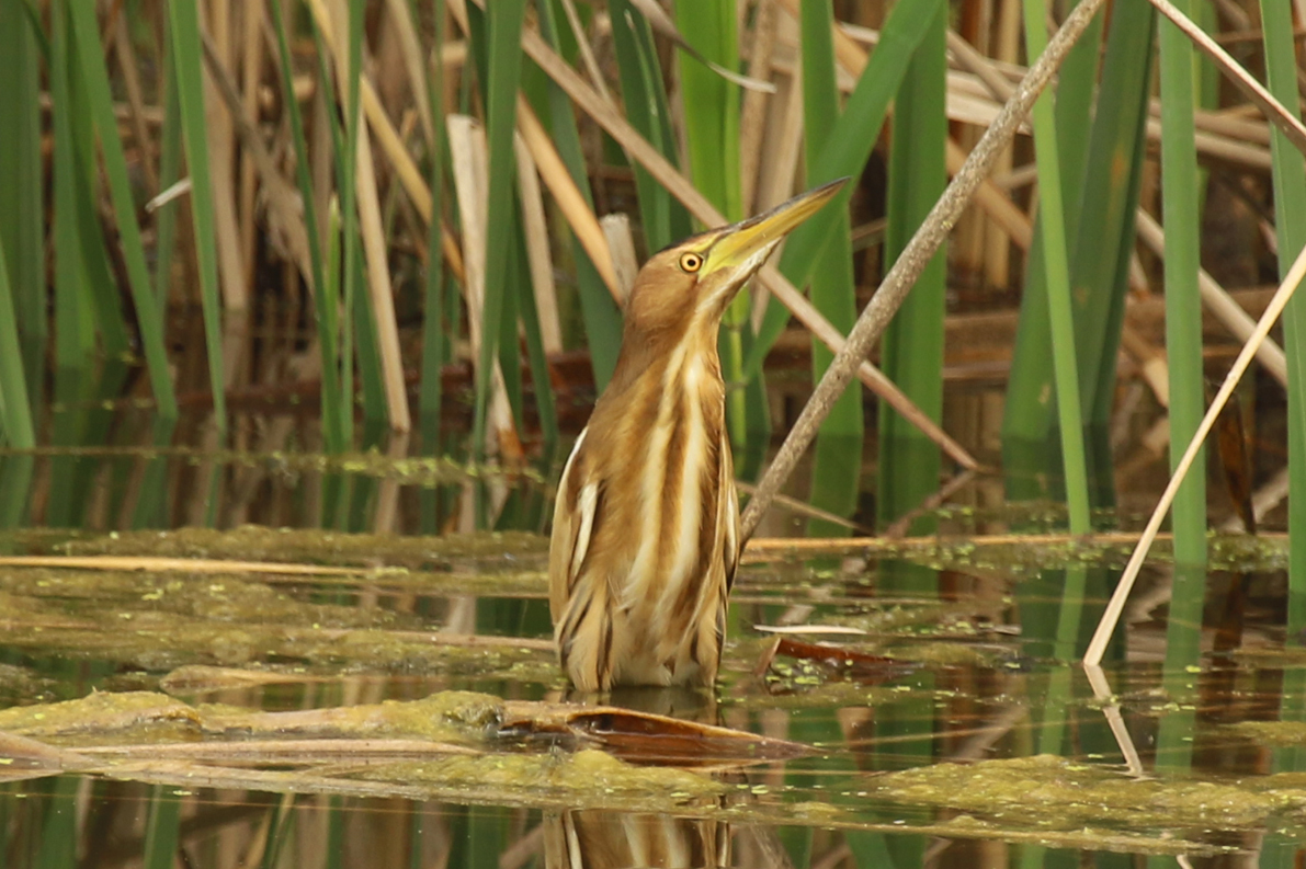 Little Bittern (Ixobrychus minutus) Greece - Central Macedonia - Lake Kerkini