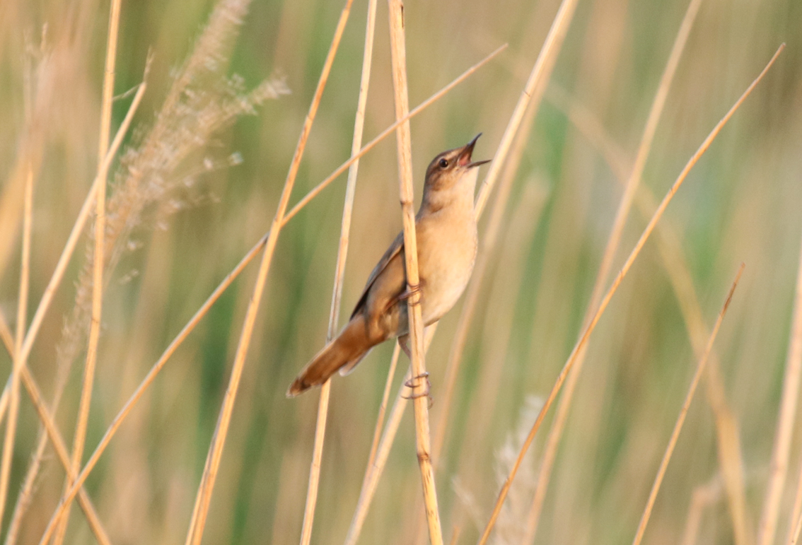 Savis Warbler (Locustella luscinioides) Zevenhuizerplas - Populierenbosje