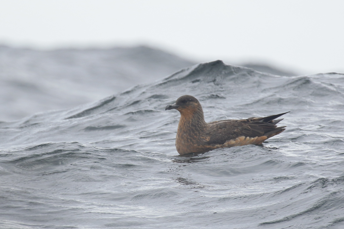 Chilean Skua (Stercorarius chilensis) Chile - Valparaíso Pelagic Trip