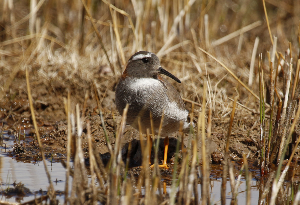 Diademed Sandpiper Plover (Phegornis mitchellii) Chile - Región Metropolitana - El Yeso Valley