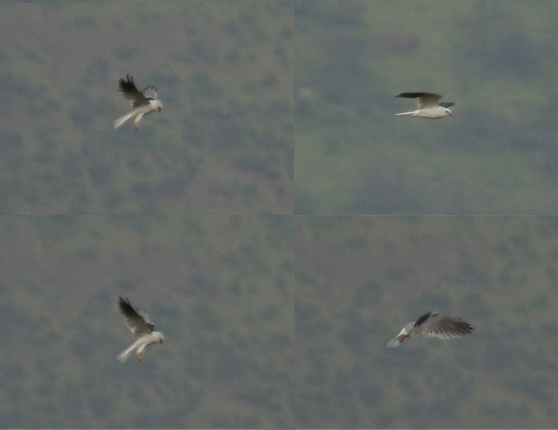 White-tailed Kite (Elanus leucurus) Chile - Región Metropolitana - Batuco Wetlands