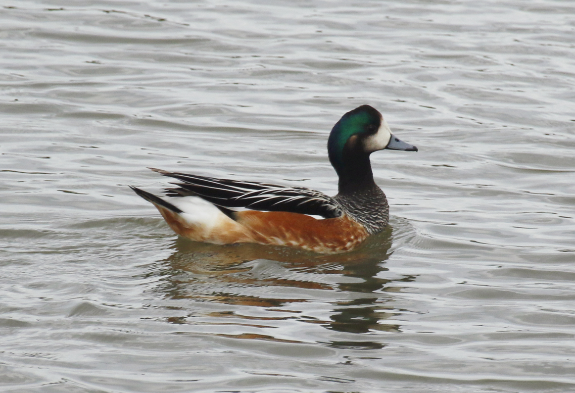 Chiloe Wigeon (Mareca sibilatrix) Chile- Valparaíso - Cartagena wetland reserve