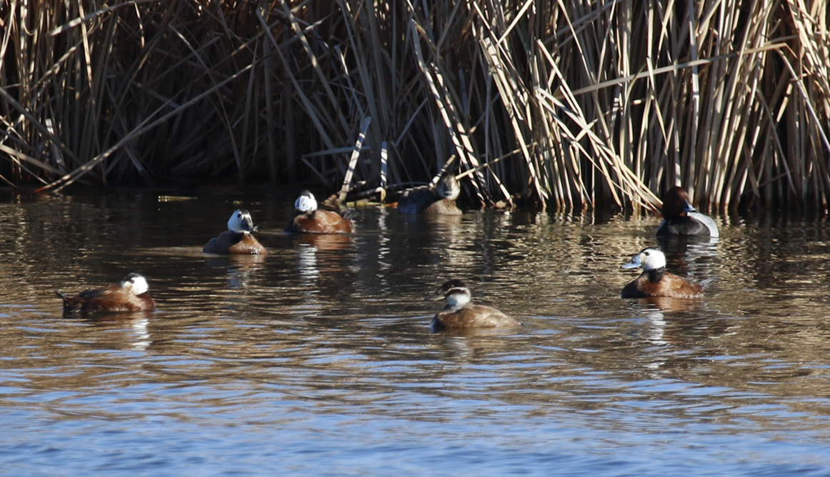 White-headed Duck (Oxyura leucocephala) Spain - Daimiel, Laguna de Navaseca