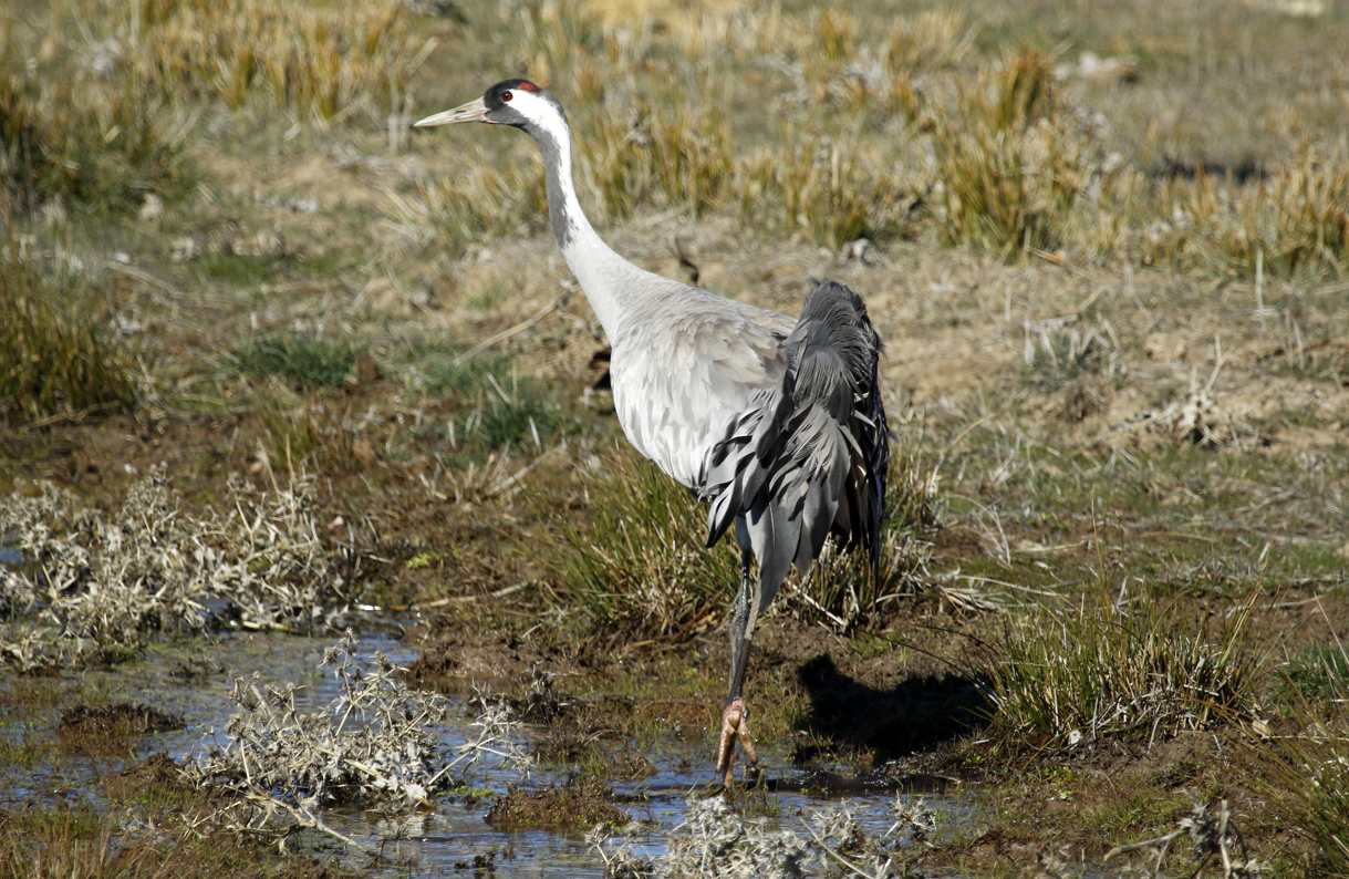 Common Crane (Grus grus) Spain - Calzada de Oropesa