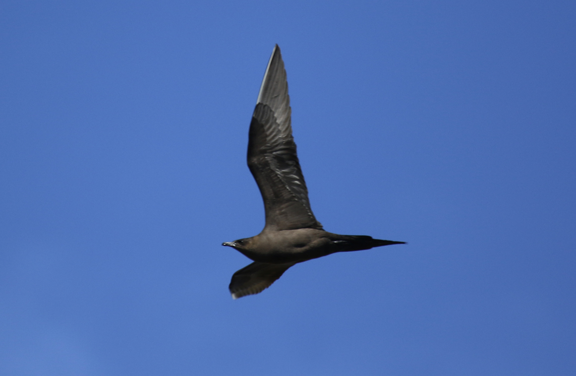 Arctic Skua, Parasitic Jaeger (Stercorarius parasiticus) Norway - Nesseby