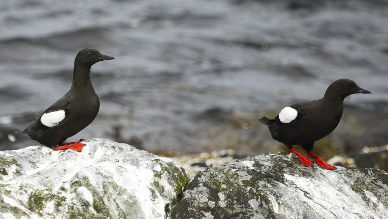 Black Guillemot (Cepphus grylle) Norway - Vardo - Hornya