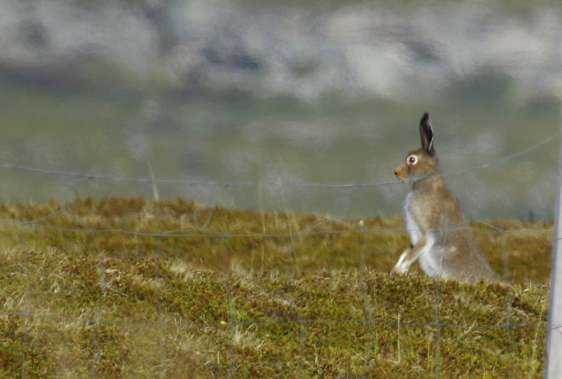 Mountain Hare (Lepus timidus) Norway - Vads