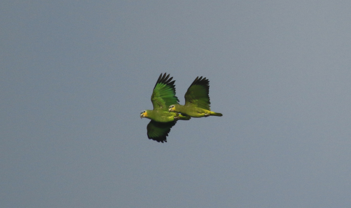 Orange-winged Amazon (Amazona amazonica) Suriname - Commewijne 