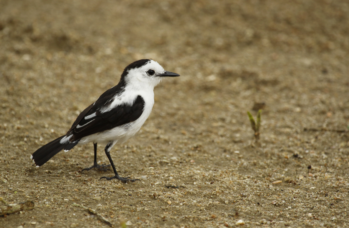 Pied Water Tyrant (Fluvicola pica) Suriname - Paramaribo, Eco Resort Inn