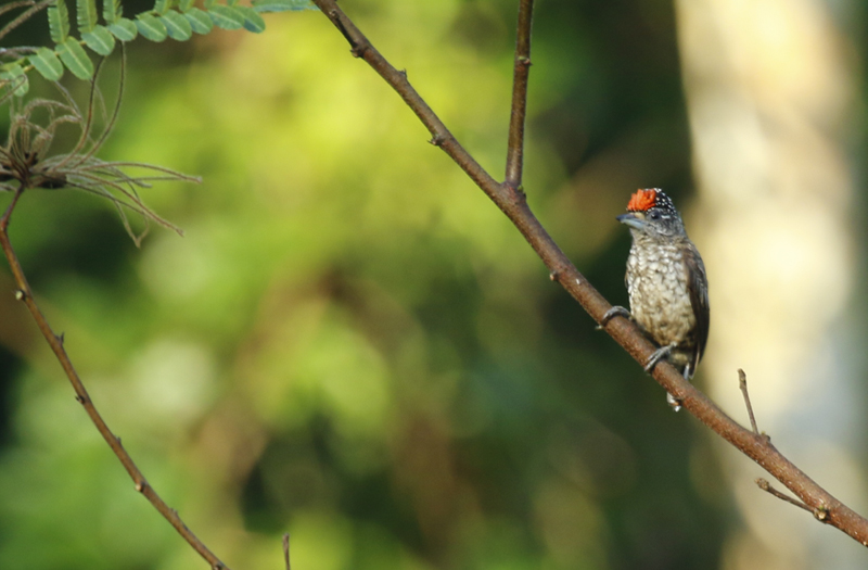 Arrowhead Piculet (Picumnus minutissimus) Suriname - Commewijne, Peperpot Nature Reserve