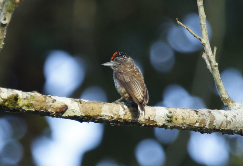 Arrowhead Piculet (Picumnus minutissimus) Suriname - Commewijne, Peperpot Nature Reserve