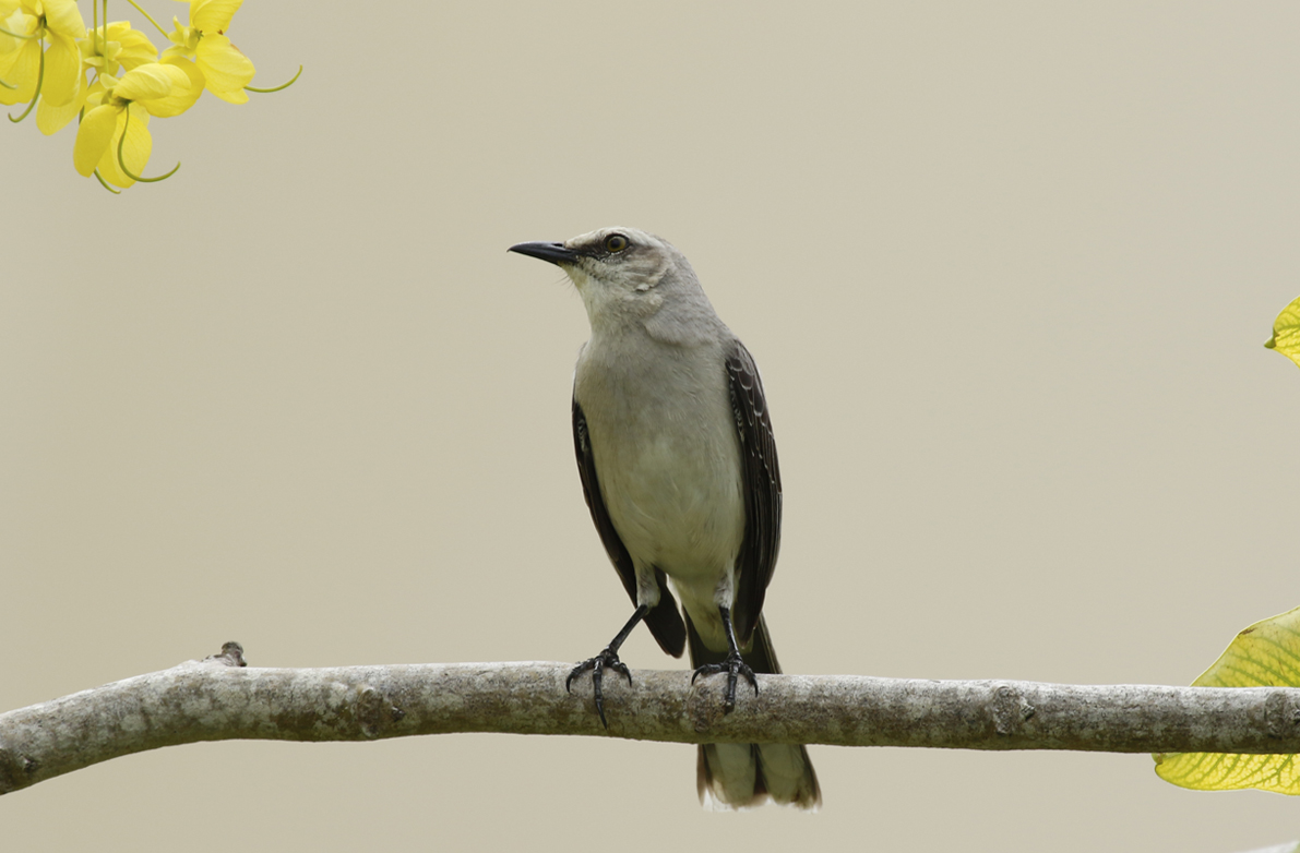 Tropical Mockingbird (Mimus gilvus) Suriname - Paramaribo 