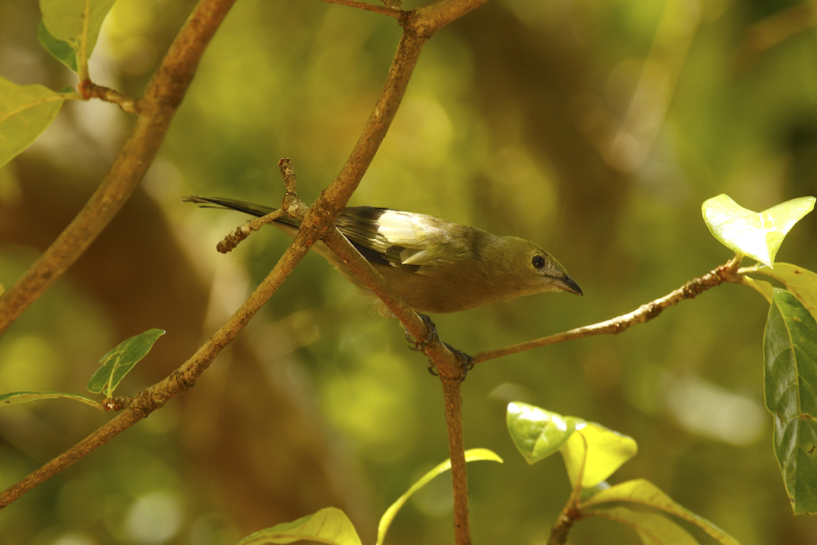 Palm Tanager (Thraupis palmarum) Suriname - Paramaribo, Eco Resort Inn