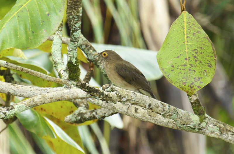 Spectacled Thrush (Turdus nudigenis) Suriname - Paramaribo, Hotel Torarica