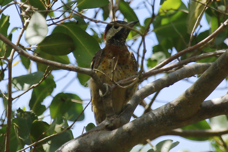 Spot-breasted Woodpecker (Colaptes punctigula) Suriname - Commewijne, Warappakreek