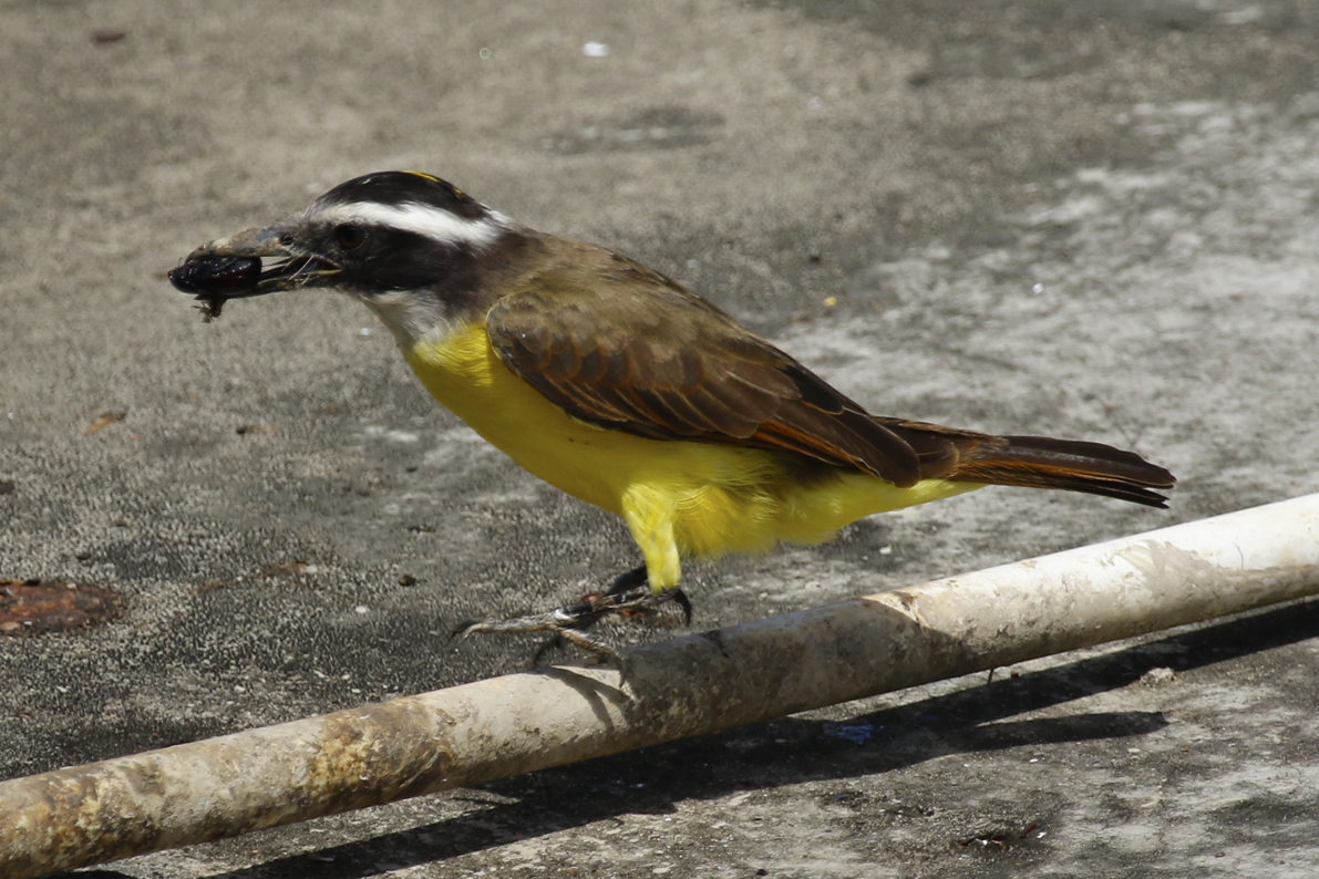 Great Kiskadee (Pitangus sulphuratus) Suriname - Paramaribo