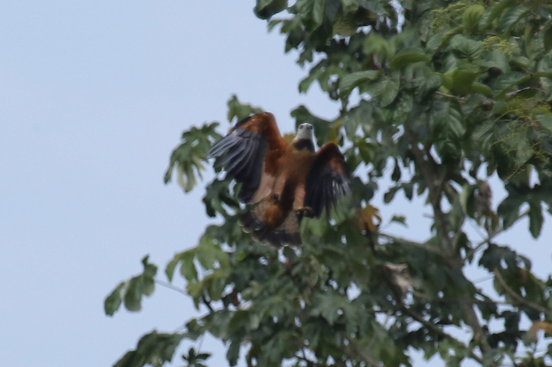 Black-collared Hawk (Busarellus nigricollis) Suriname - Paramaribo, Weg Naar Zee