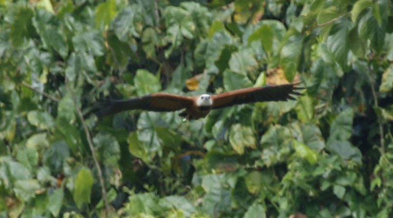 Black-collared Hawk (Busarellus nigricollis) Suriname - Paramaribo, Weg Naar Zee