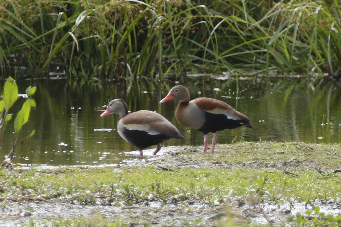 Black-bellied Whistling Duck (Dendrocygna autumnalis autumnalis) Argentina - Entre Rios, Puerto Ruiz