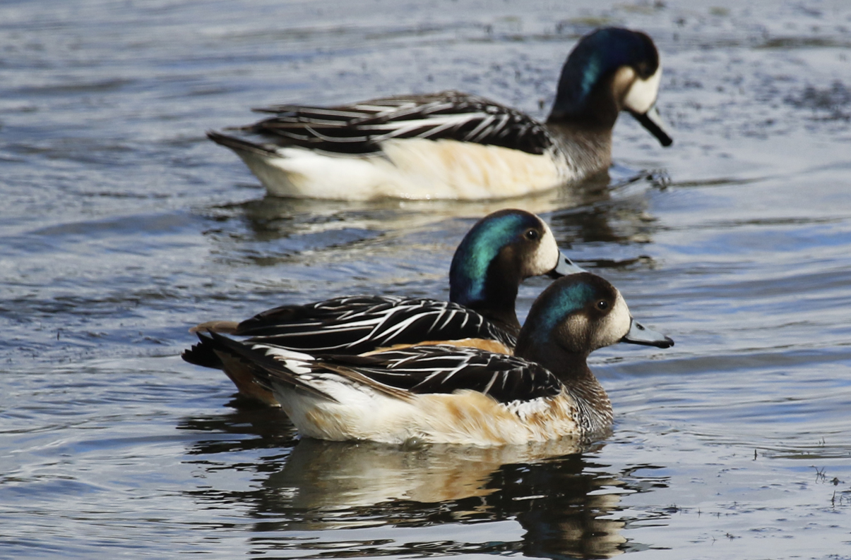 Chiloe Wigeon (Mareca sibilatrix) Chile - Punta Arenas - Humedal Tres Puentes