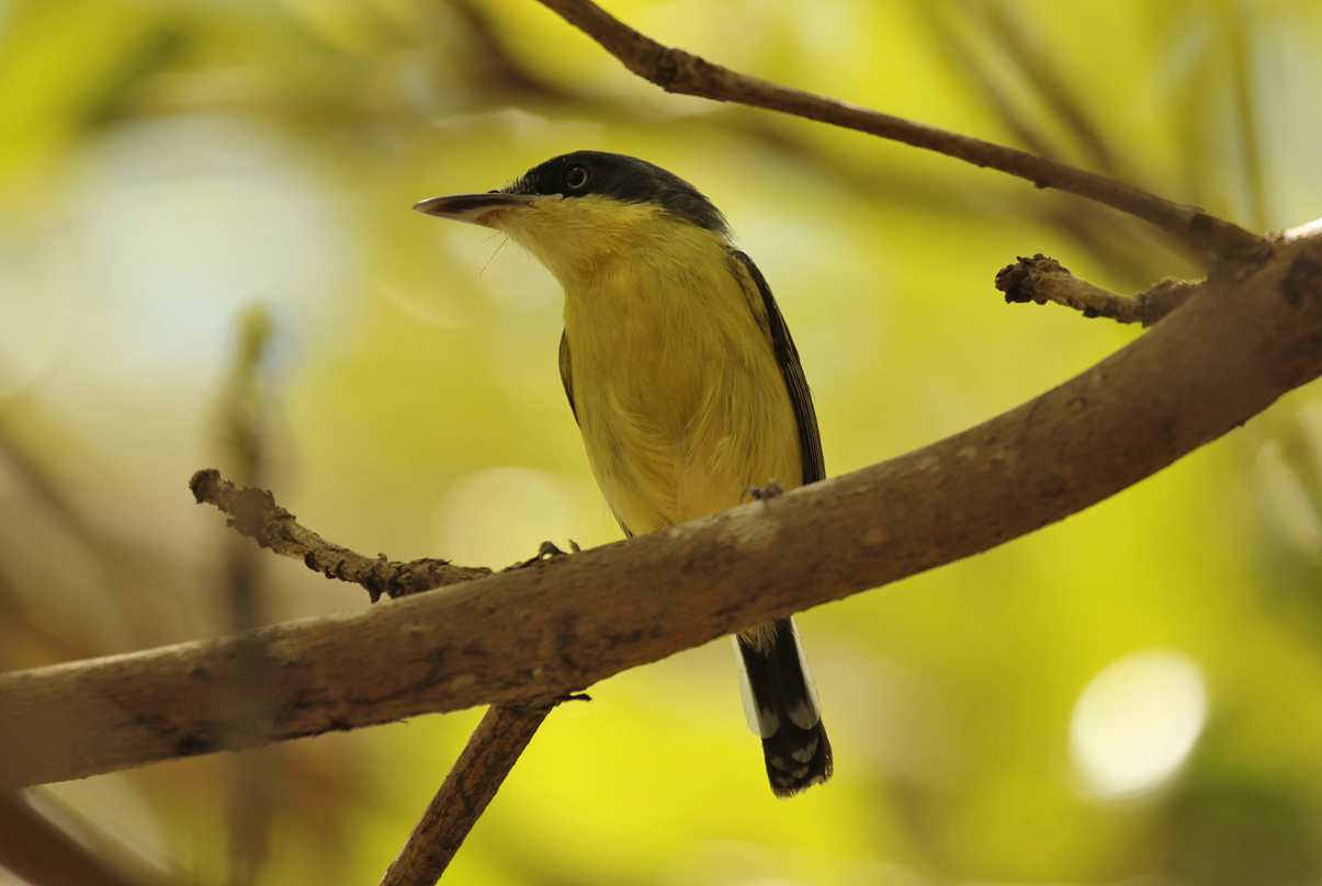 Common Tody-Flycatcher (Todirostrum cinereum) Suriname - Paramaribo, Eco Resort Inn