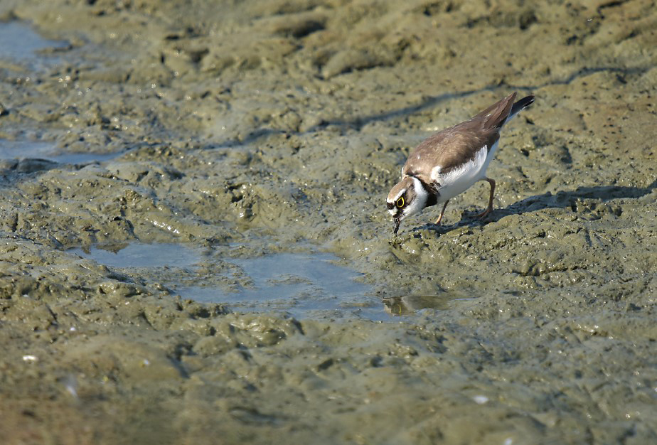 Kleine Plevier / Little Ringed Plover (de Oelemars)