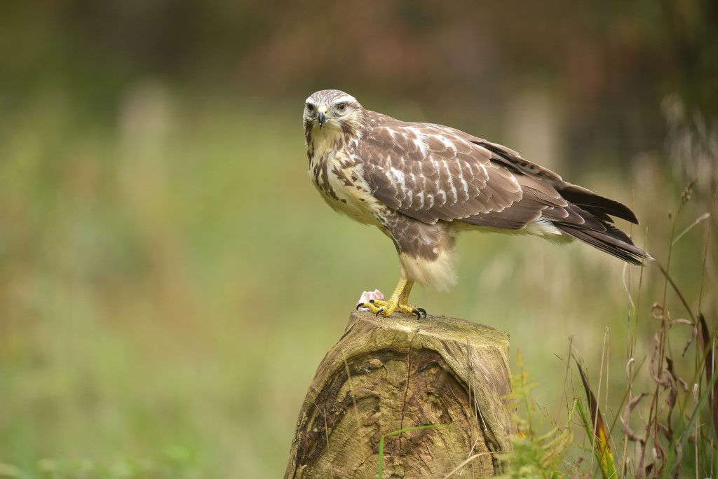 Buizerd / Common Buzzard (Rijssen - Hut Arjan Troost)