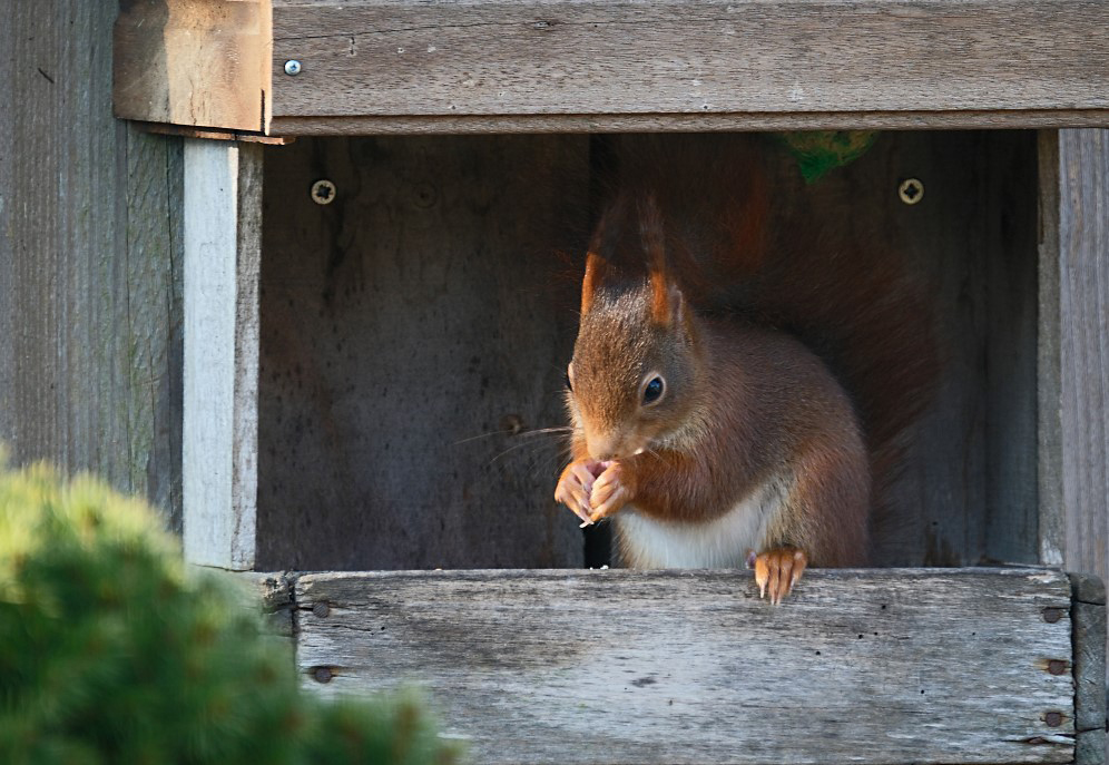 Eekhoorn / Squirrel (Eigen Tuin)
