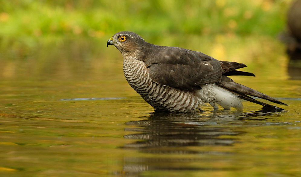 Sperwer / Eurasian Sparrowhawk (hut Espelo)