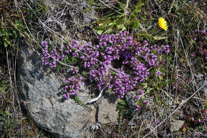 Blberg, str og ffill.