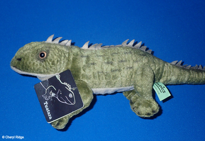 Antics Co NZ Tuatara