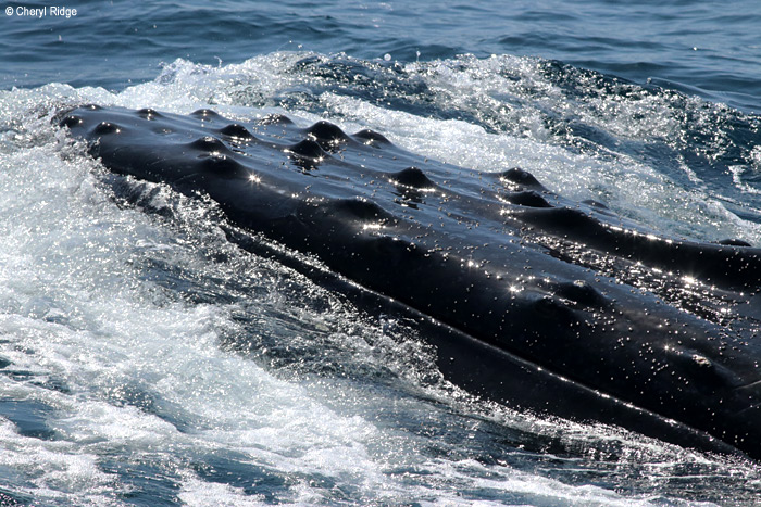 4621-humpback-whale.jpg