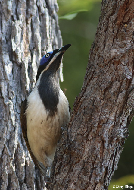 5798-honeyeater.jpg