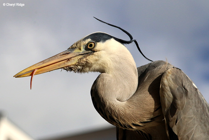 0484-heron.jpg